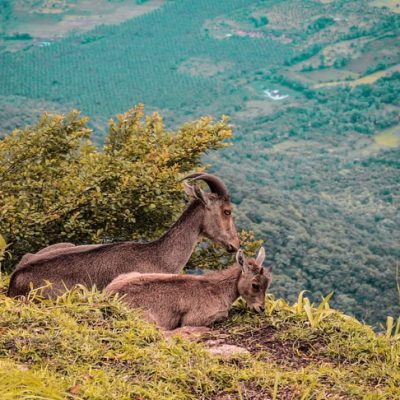 Munnar