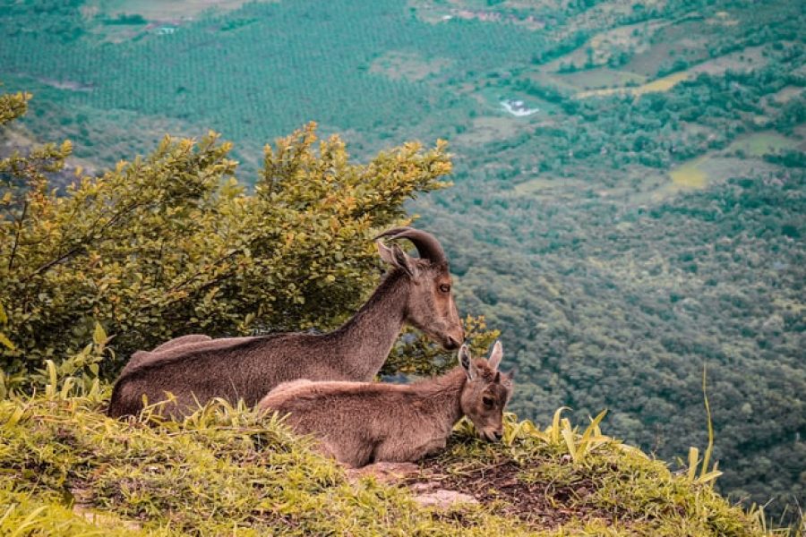 Munnar Thekkady 4 days Tour Package Rs 11900