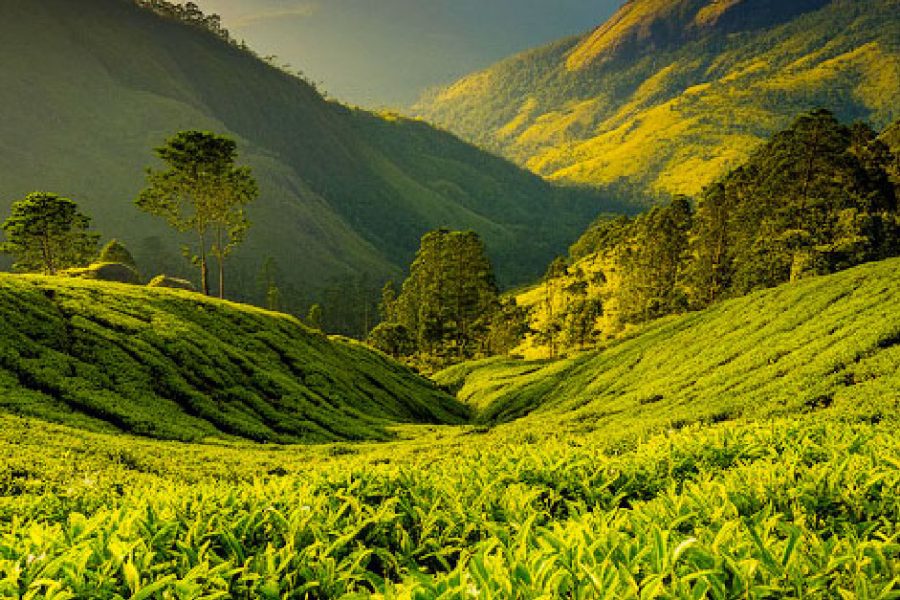 8-Day Kerala Tour Package